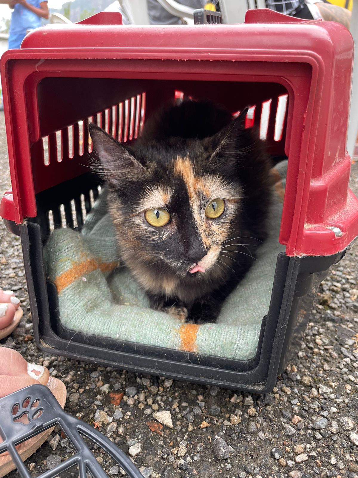 Castrar os animais de estimação reduz o risco de doenças. Foto: Reprodução